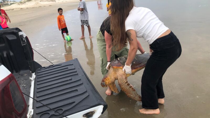 Tartaruga-cabeçuda é resgatada na praia de Mariluz