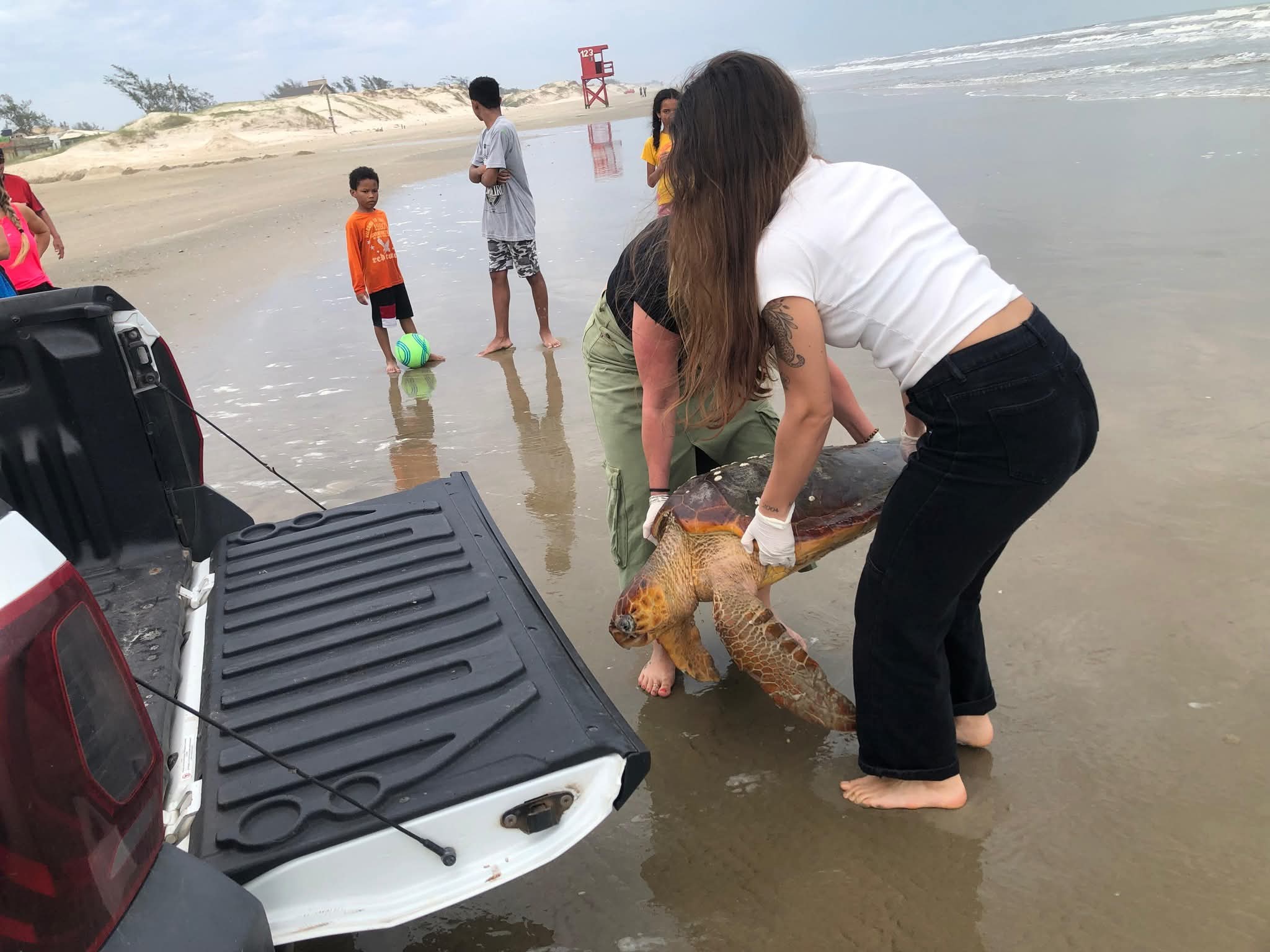 Tartaruga-cabeçuda é resgatada na praia de Mariluz