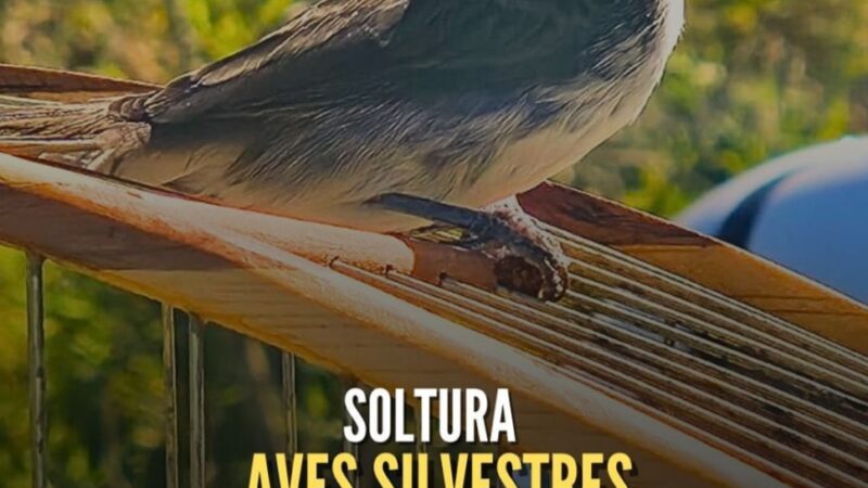 Brigada Militar, através do 1° BABM, realiza soltura de aves silvestres em Capão da Canoa