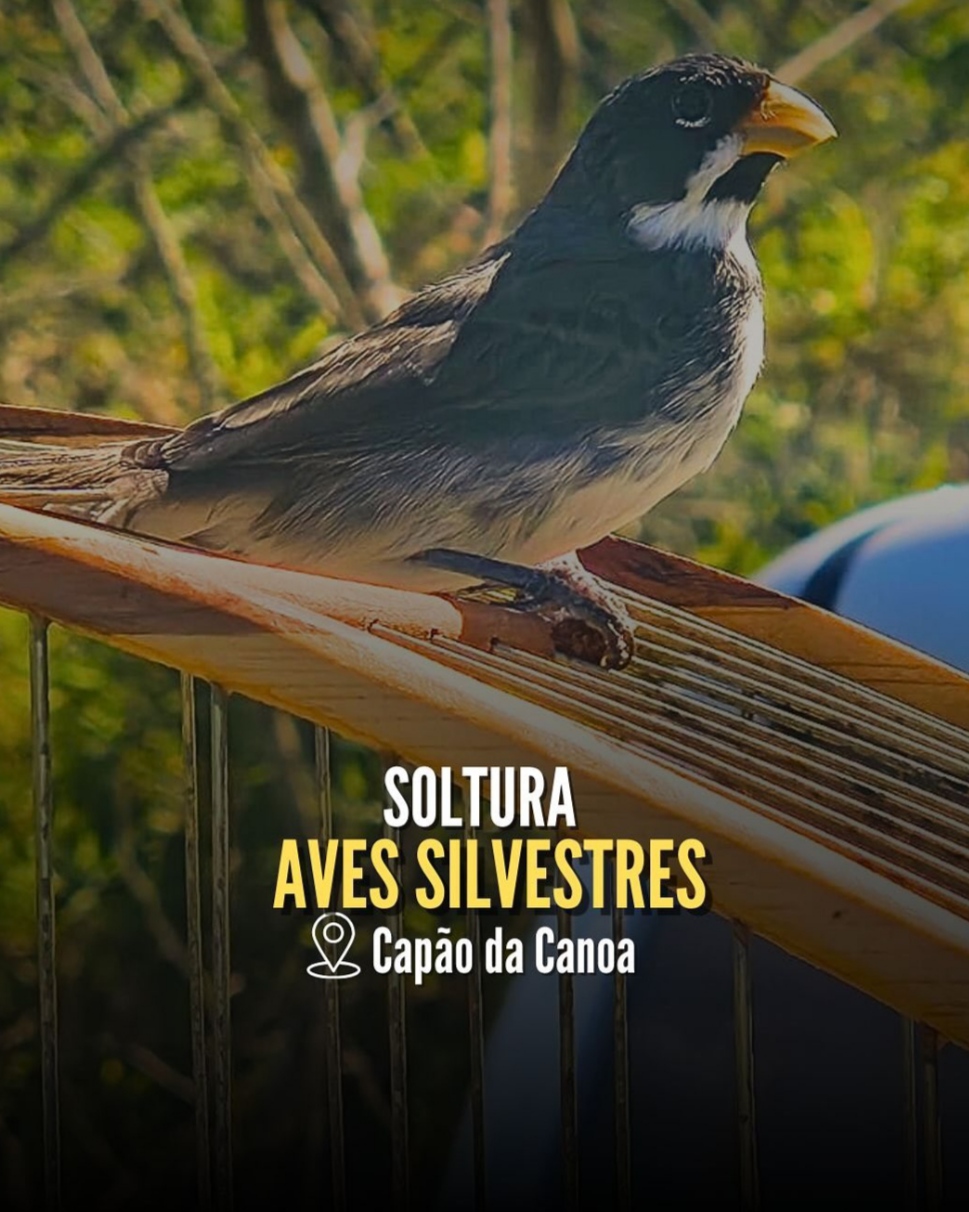 Brigada Militar, através do 1° BABM, realiza soltura de aves silvestres em Capão da Canoa