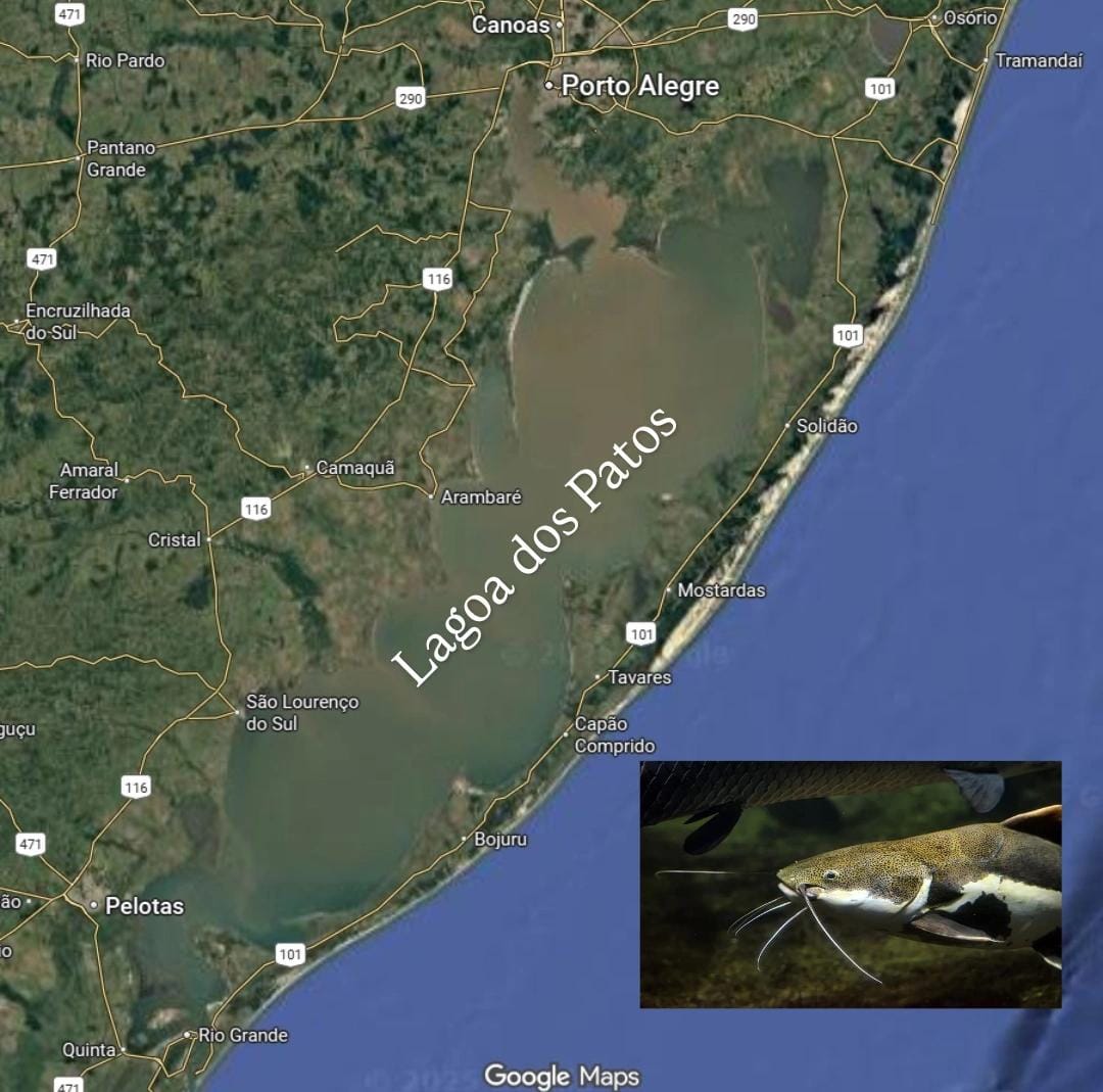 JFRS mantém proibição de pesca de bagres na Lagoa dos Patos