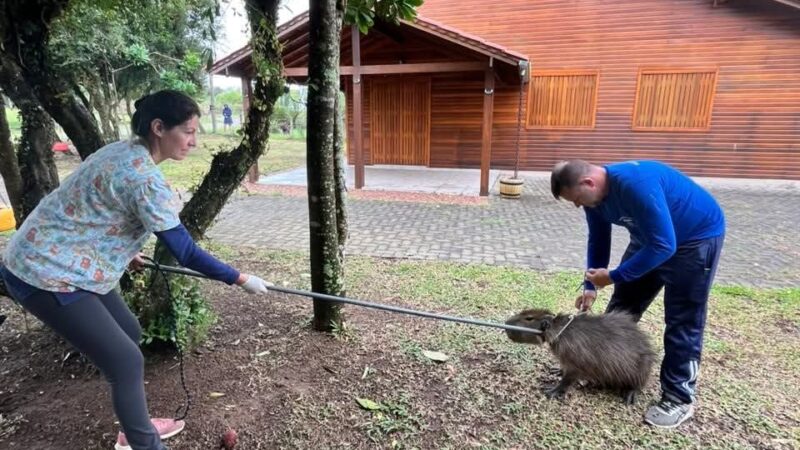 DEPARTAMENTO DE PROTEÇÃO ANIMAL DE OSÓRIO RESGATA CAPIVARA FERIDA NO PALMITAL