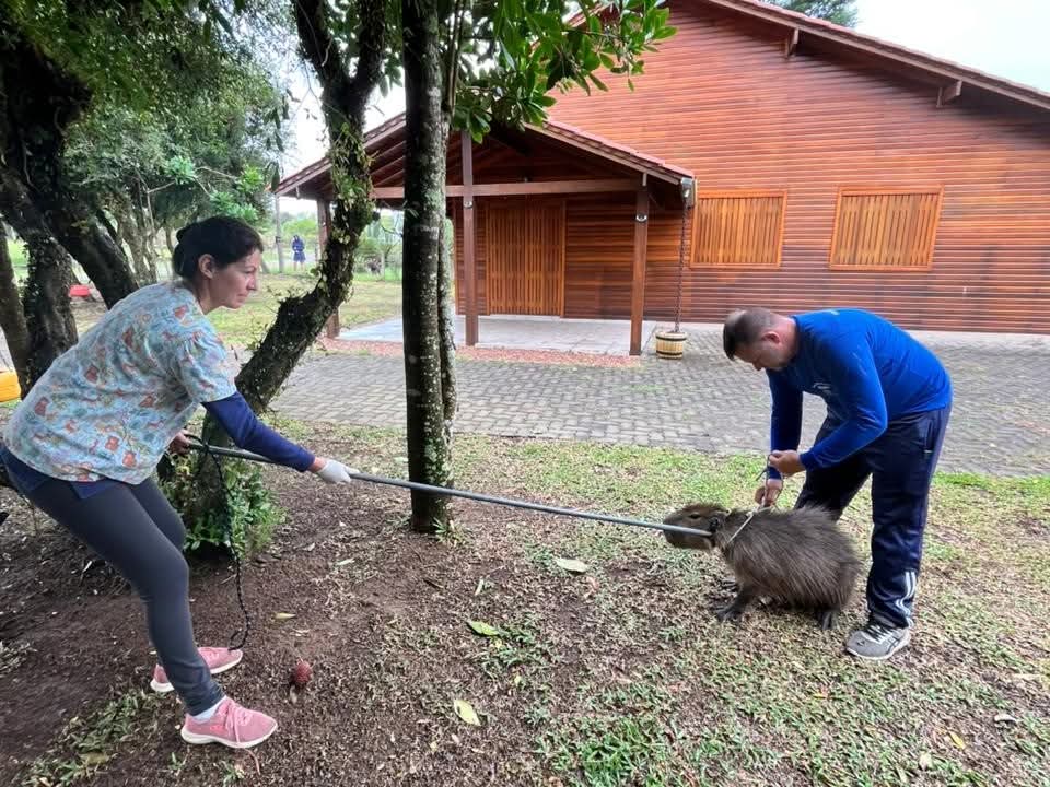 DEPARTAMENTO DE PROTEÇÃO ANIMAL DE OSÓRIO RESGATA CAPIVARA FERIDA NO PALMITAL