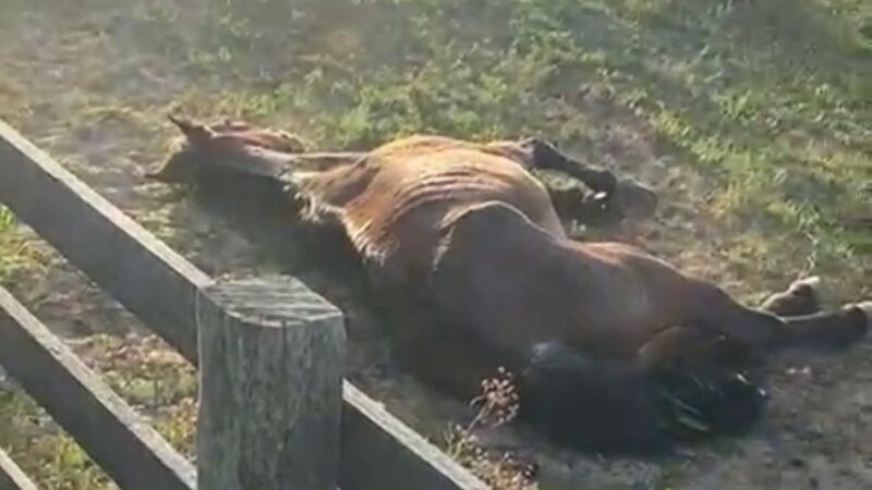 DEPA e Secretaria de Obras resgatam cavalo debilitado às margens da Estrada do Mar