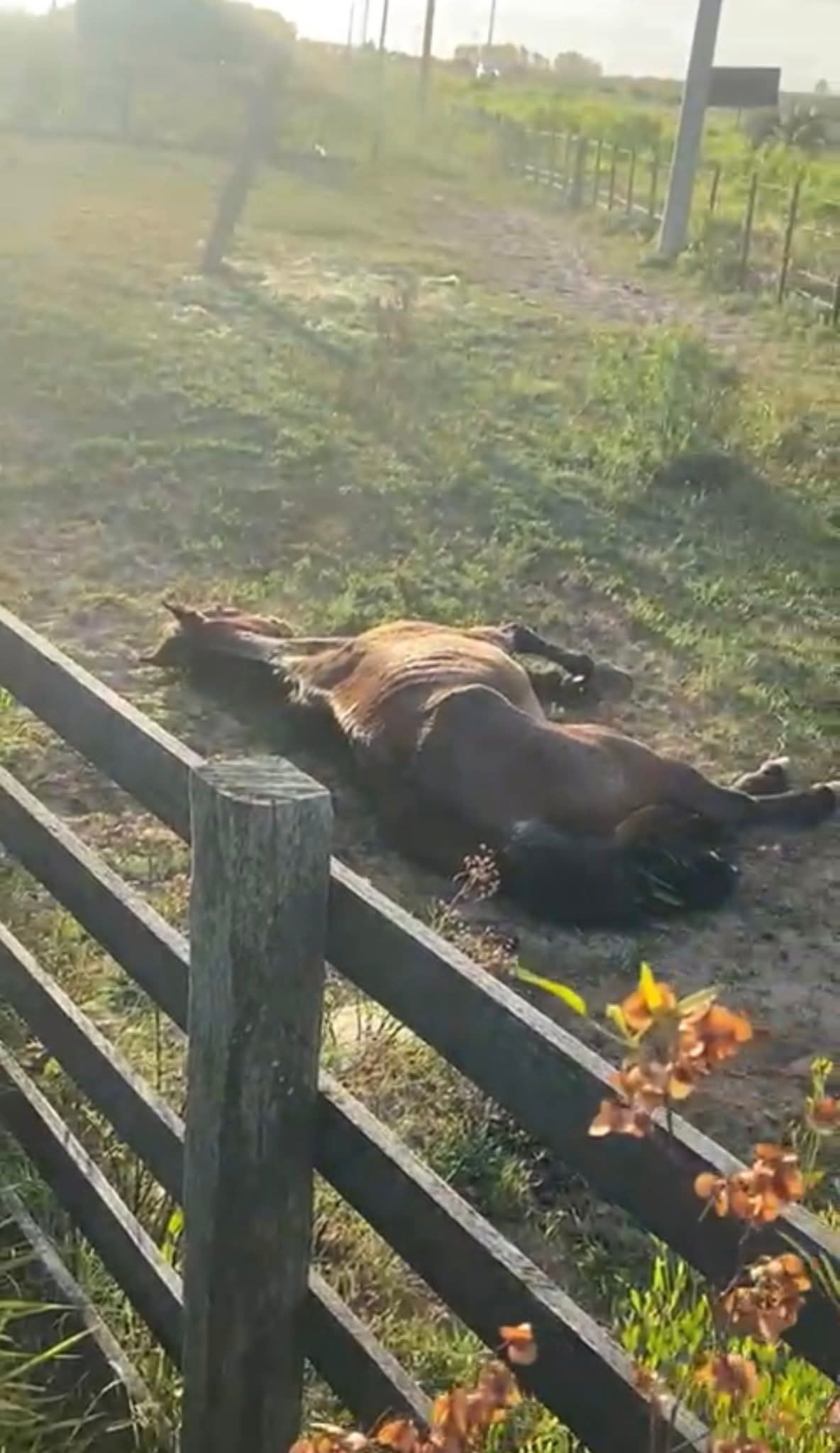 DEPA e Secretaria de Obras resgatam cavalo debilitado às margens da Estrada do Mar