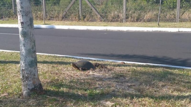 Trecho da rua Altair Mason será bloqueado para o período de desova das tartarugas nas margens da Lagoa do Marcelino