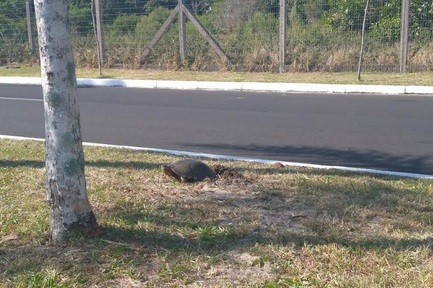 Trecho da rua Altair Mason será bloqueado para o período de desova das tartarugas nas margens da Lagoa do Marcelino