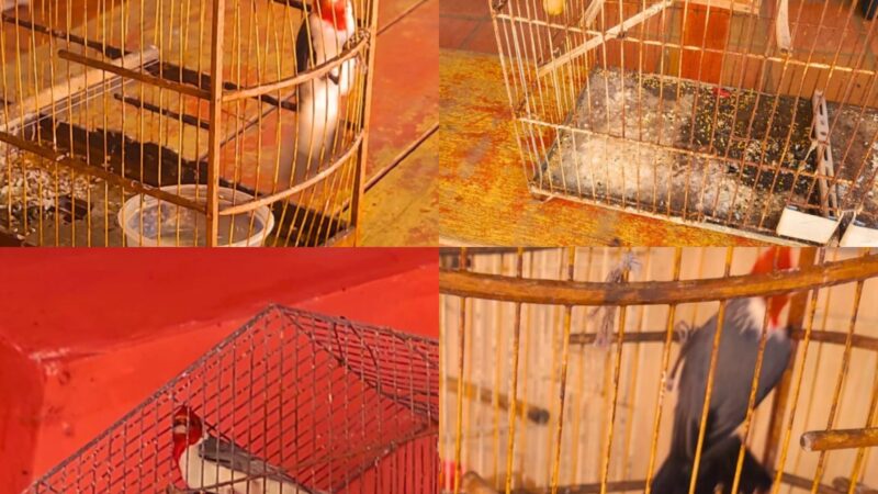 1° BABM apreende aves silvestres mantidas em cativeiro em Balneário Pinhal