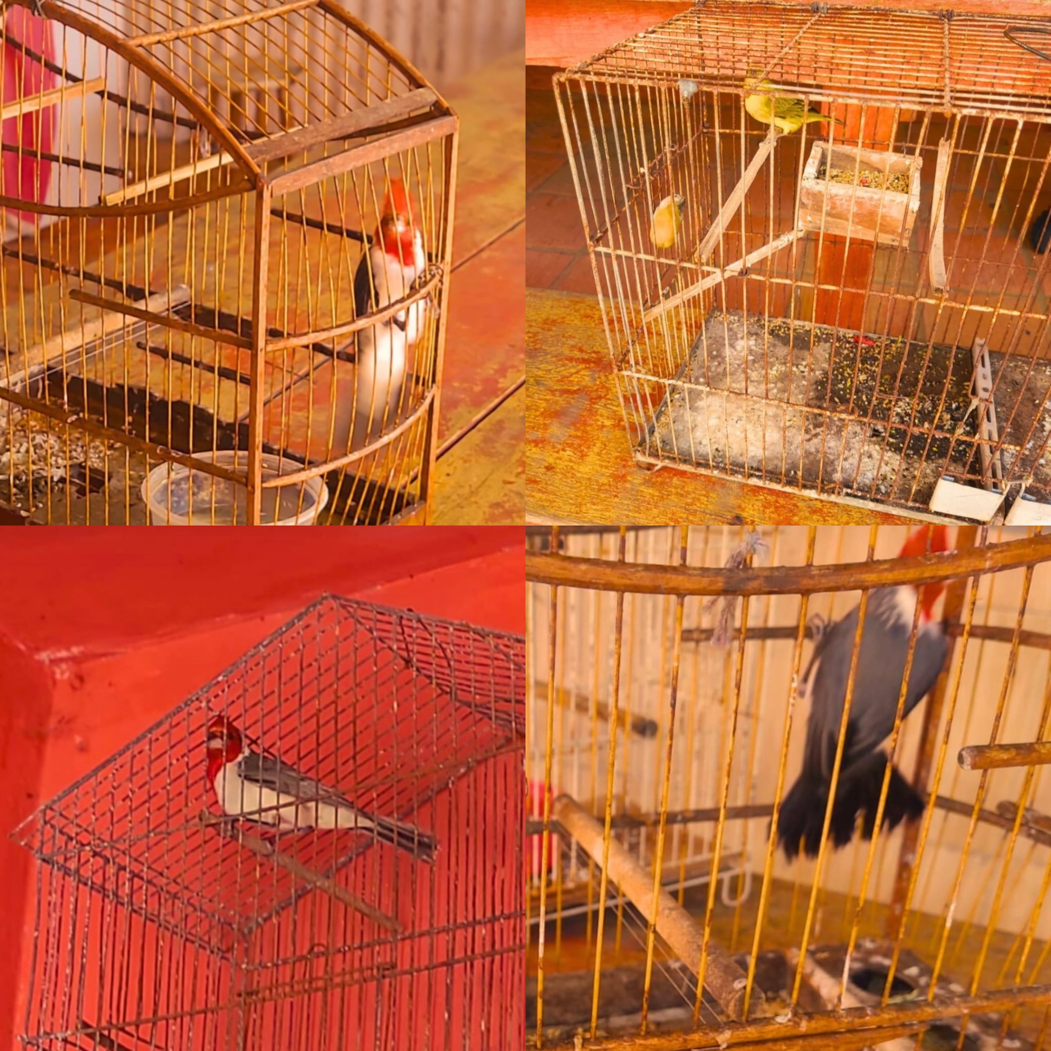 1° BABM apreende aves silvestres mantidas em cativeiro em Balneário Pinhal