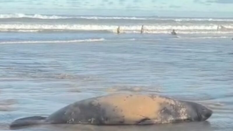 Patrulha Ambiental acompanha elefante-marinho em Tramandaí e orienta banhistas