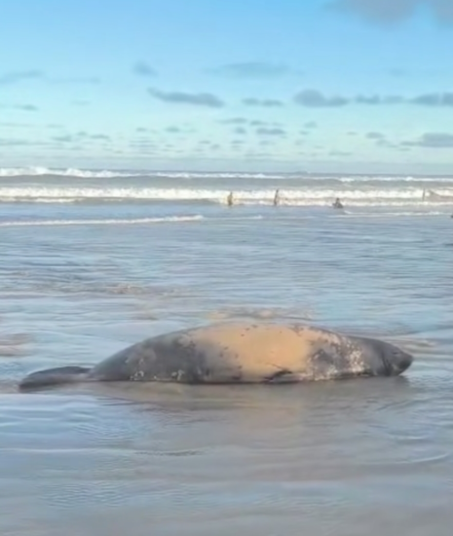 Patrulha Ambiental acompanha elefante-marinho em Tramandaí e orienta banhistas