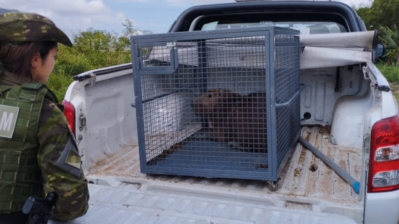 Brigada Militar resgata capivara durante a Operação Golfinho em Osório