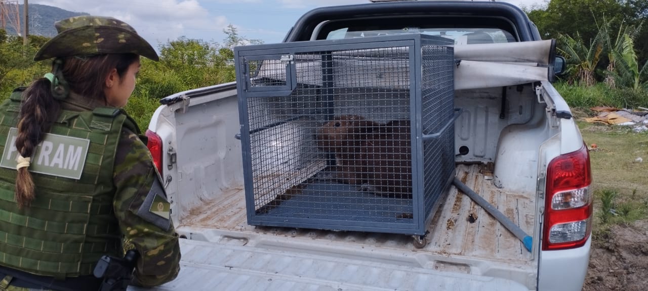 Brigada Militar resgata capivara durante a Operação Golfinho em Osório