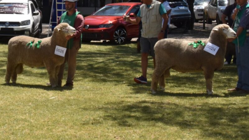 Recorde de animais inscritos marca a 18ª edição da Agrovino
