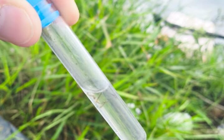 Focos do mosquito Aedes aegypti são encontrados em bairros de Osório