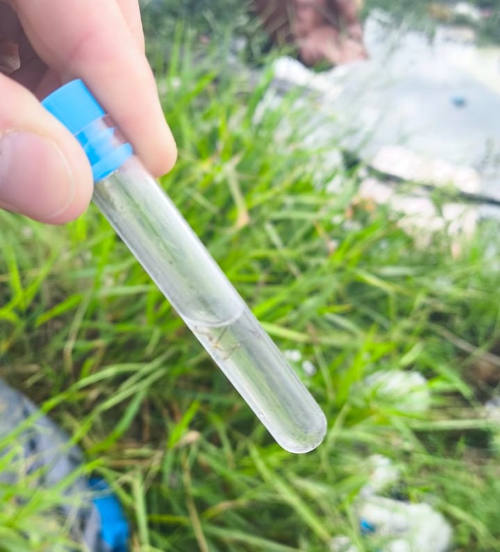 Focos do mosquito Aedes aegypti são encontrados em bairros de Osório