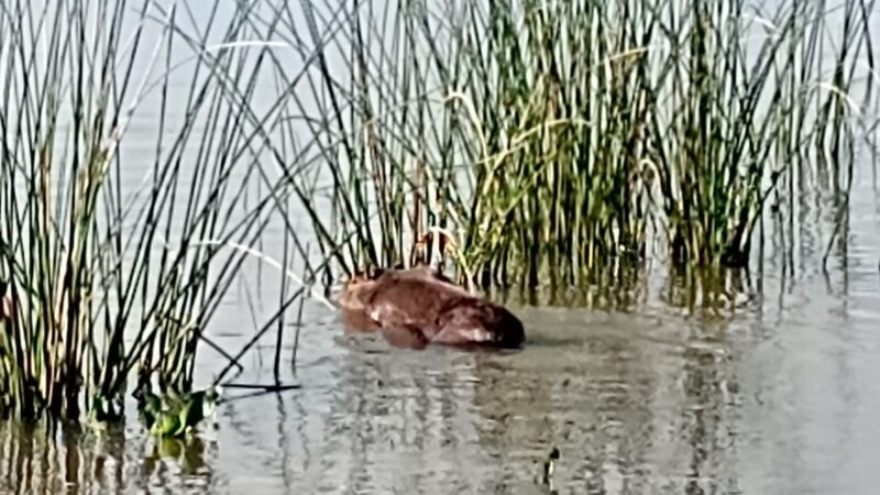1º BPAmb REALIZA SALVAMENTO DE UMA CAPIVARA EM XANGRI-LÁ
