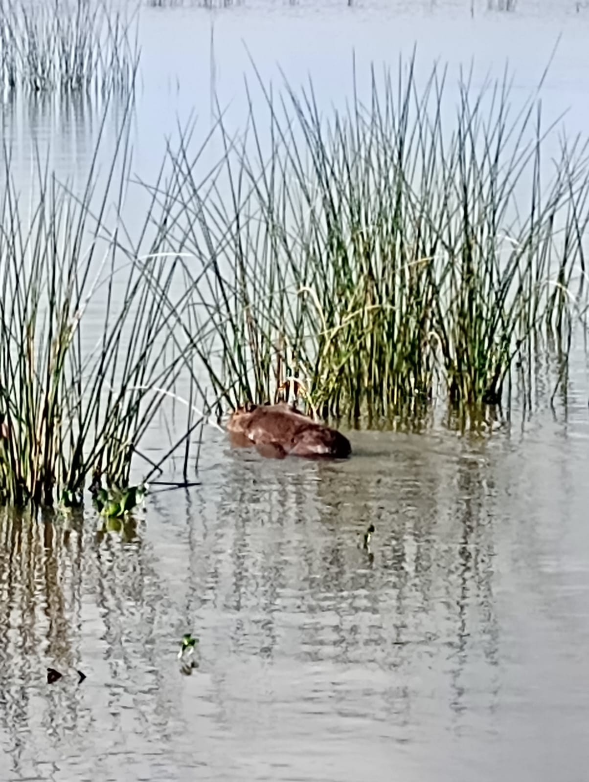 1º BPAmb REALIZA SALVAMENTO DE UMA CAPIVARA EM XANGRI-LÁ