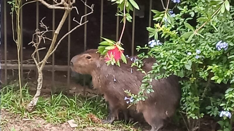 CAPIVARA É RESGATADA PELO CORPO DE BOMBEIROS NO CENTRO DE OSÓRIO