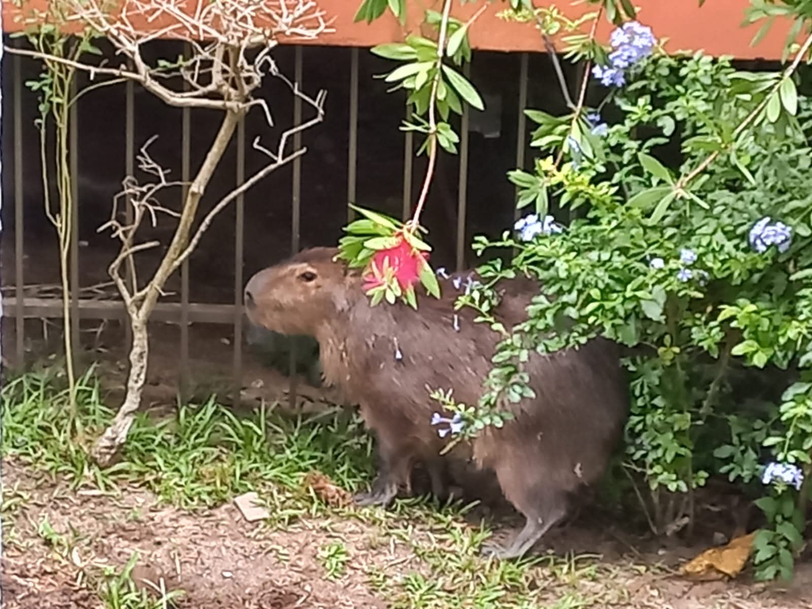 CAPIVARA É RESGATADA PELO CORPO DE BOMBEIROS NO CENTRO DE OSÓRIO