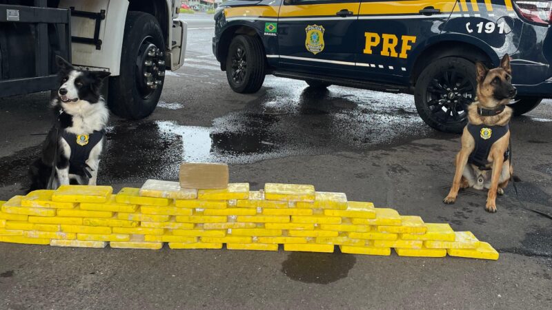PRF apreende mais de 60 quilos de drogas com ajuda dos cães farejadores em Osório