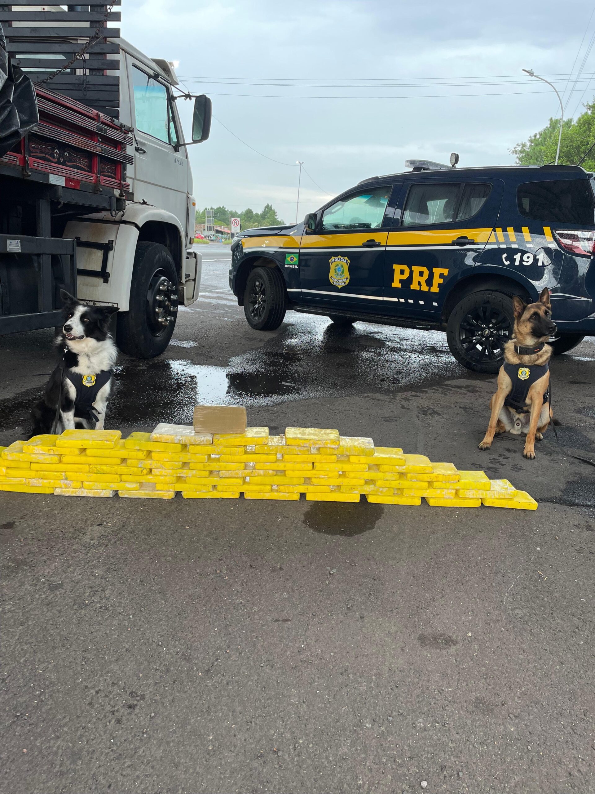 PRF apreende mais de 60 quilos de drogas com ajuda dos cães farejadores em Osório