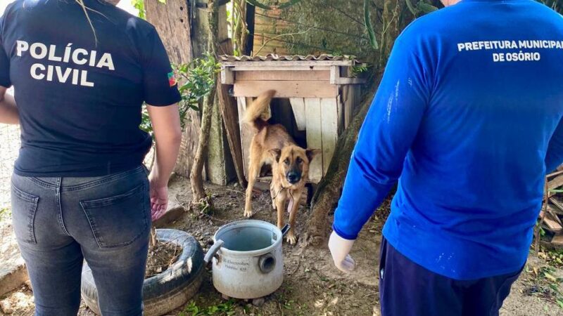 POLÍCIA CIVIL PRENDE HOMEM POR MAUS TRATOS CONTRA CÃES DOMÉSTICOS EM OSÓRIO