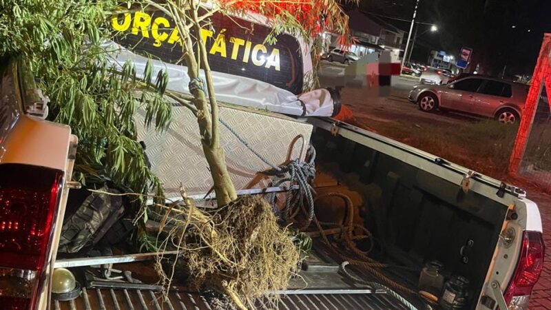 INDIVÍDUO É PRESO POR TRÁFICO DE ENTORPECENTES EM CIDREIRA