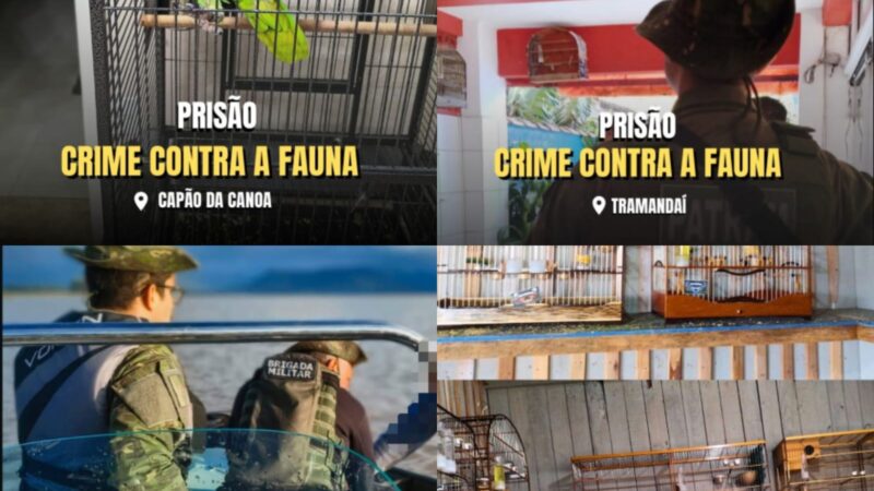 Ofensiva do Batalhão Ambiental resgata aves silvestres e intensifica fiscalização no Litoral Norte