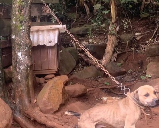 BRIGADA MILITAR RESGATA CÃES VÍTIMAS DE MAUS-TRATOS NO LITORAL NORTE; ANIMAIS ESTAVAM DESNUTRIDOS E ACORRENTADOS