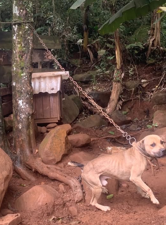 BRIGADA MILITAR RESGATA CÃES VÍTIMAS DE MAUS-TRATOS NO LITORAL NORTE; ANIMAIS ESTAVAM DESNUTRIDOS E ACORRENTADOS