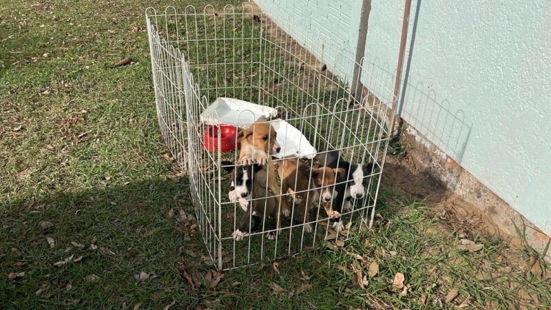 Feira de Adoção Responsável de Cães ocorre neste sábado na praça da Catedral