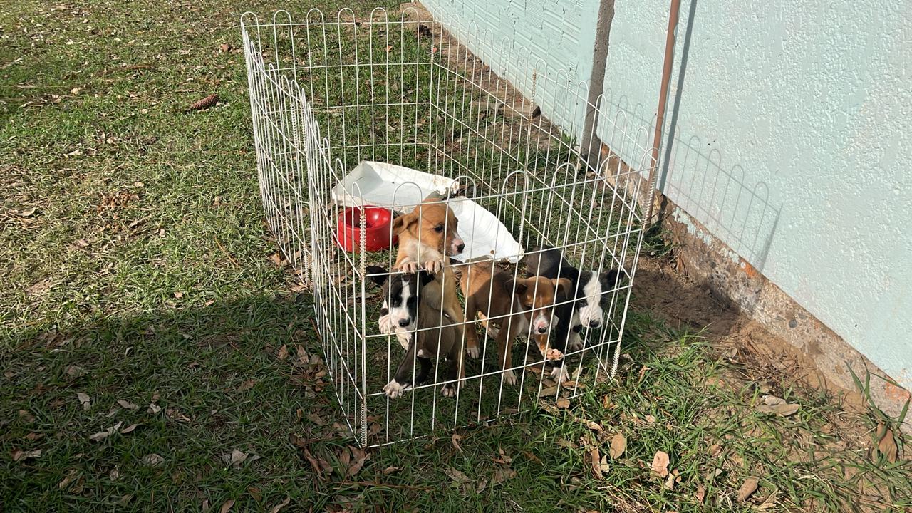 Feira de Adoção Responsável de Cães ocorre neste sábado na praça da Catedral