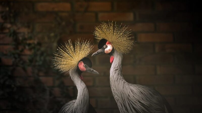 Parque Zoológico, em Sapucaia do Sul, recebe grous resgatados na fronteira e amplia diversidade de aves