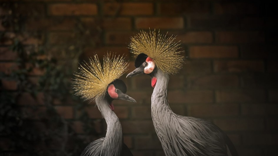 Parque Zoológico, em Sapucaia do Sul, recebe grous resgatados na fronteira e amplia diversidade de aves