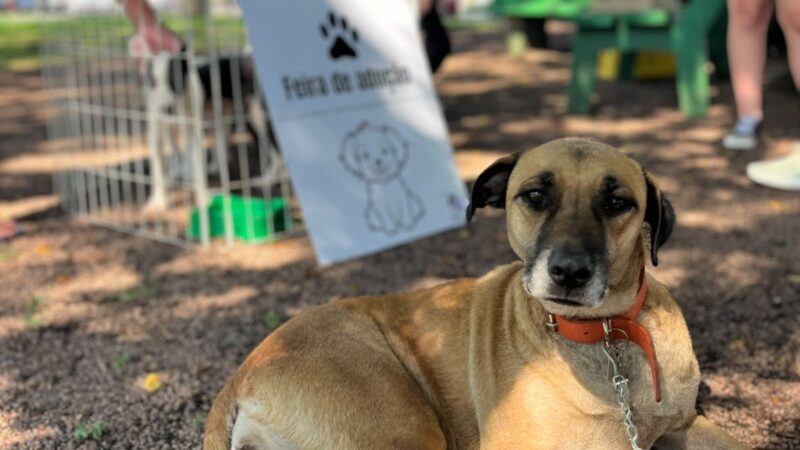 Feira de Adoção Responsável de Cães ocorre neste sábado na praça da Catedral