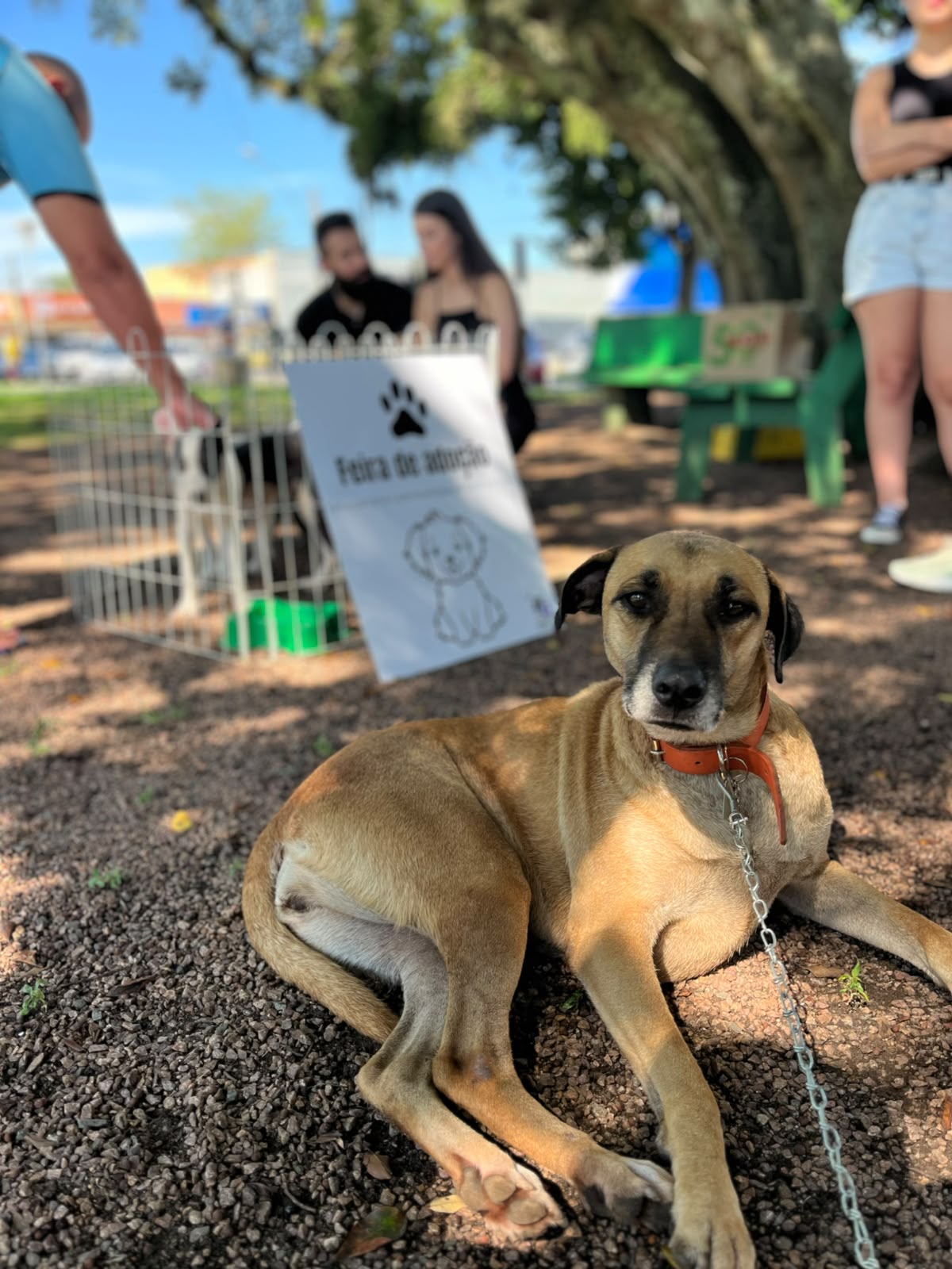 Feira de Adoção Responsável de Cães ocorre neste sábado na praça da Catedral