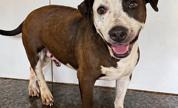 Prefeitura de Osório realiza Censo Municipal de Cães e Gatos para fortalecer políticas públicas de proteção animal