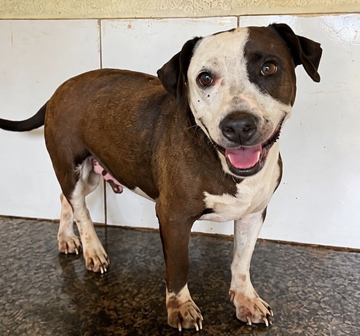 Prefeitura de Osório realiza Censo Municipal de Cães e Gatos para fortalecer políticas públicas de proteção animal