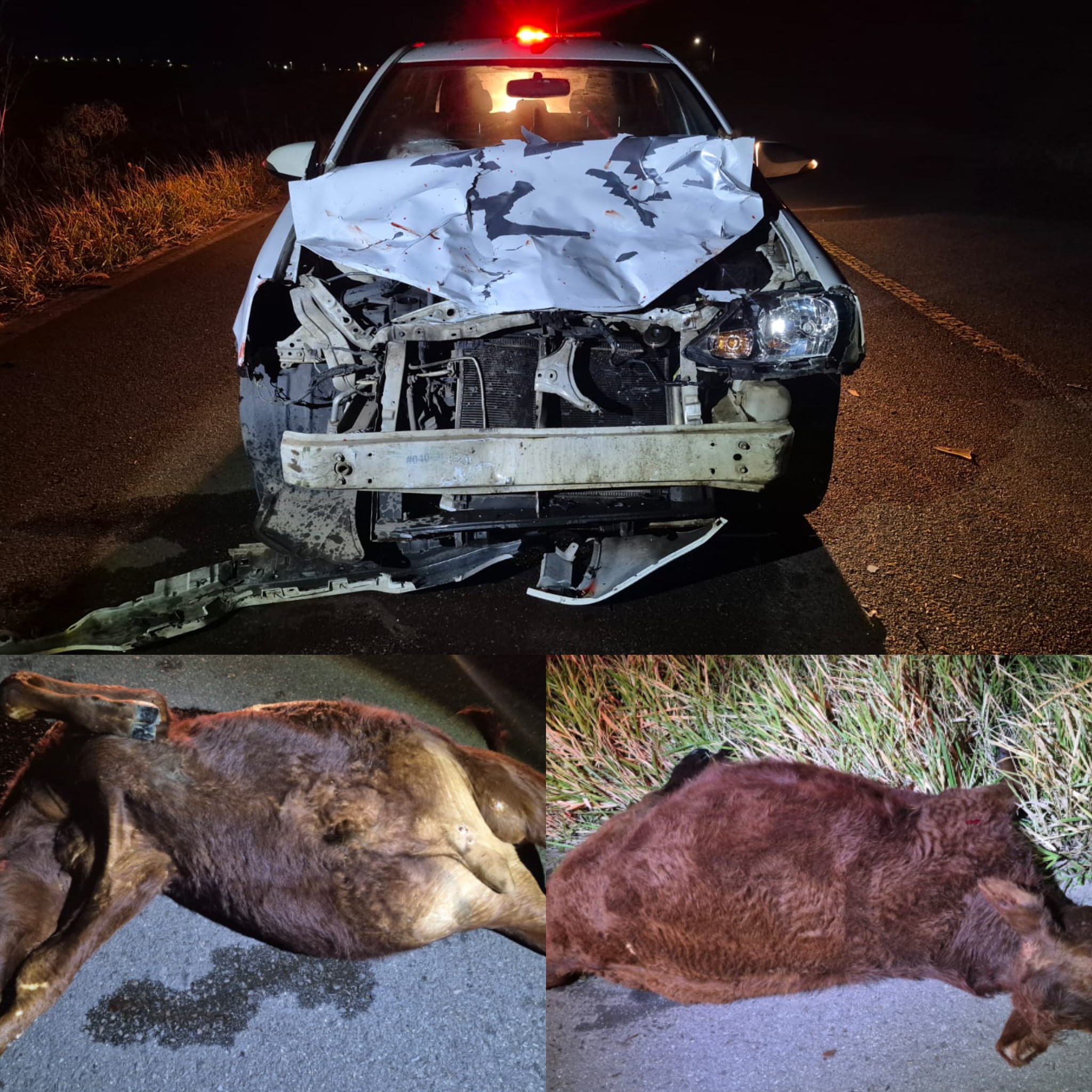 BOIS SOLTOS NA PISTA PROVOCAM SINISTRO COM TRÊS VEÍCULOS NA ERS-389, EM TORRES