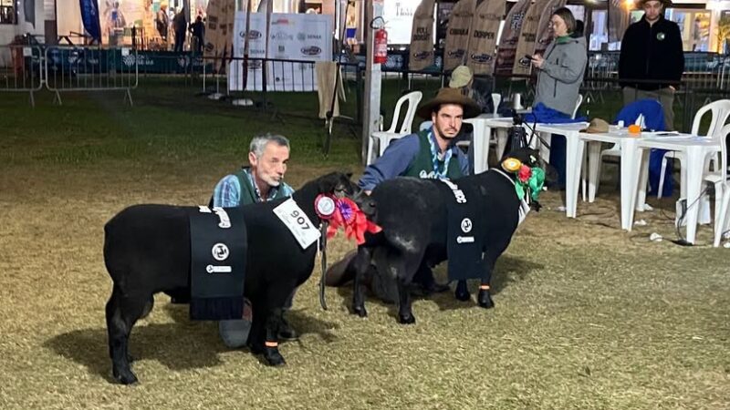 Cabanha de Mostardas conquista títulos com ovinos Texel na Expointer 2026