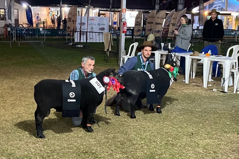 Cabanha de Mostardas conquista títulos com ovinos Texel na Expointer 2026