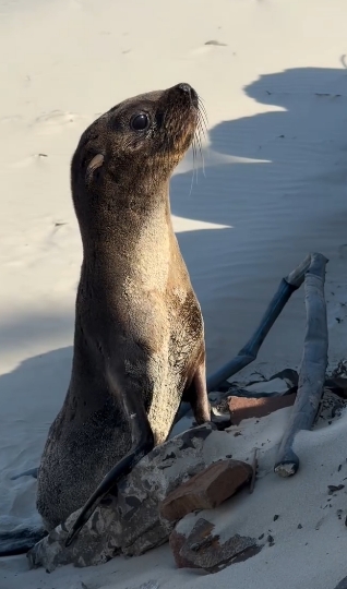 Filhote de lobo-marinho é encontrado descansando na orla de Atlântida Sul