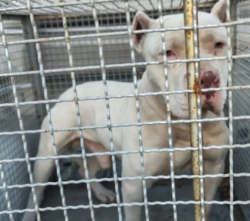 BRIGADA MILITAR PRENDE HOMEM POR MAUS-TRATOS A ANIMAIS EM TRAMANDAÍ