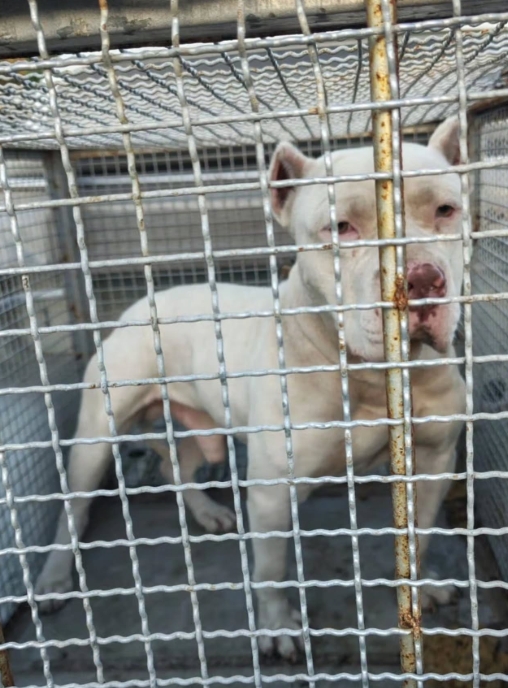 BRIGADA MILITAR PRENDE HOMEM POR MAUS-TRATOS A ANIMAIS EM TRAMANDAÍ