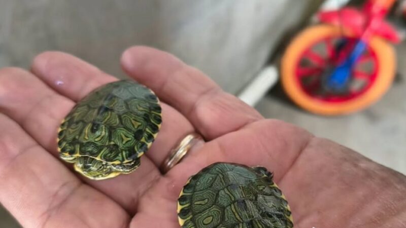 Brigada Militar apreende aves silvestres e filhotes de tartaruga em Capão da Canoa