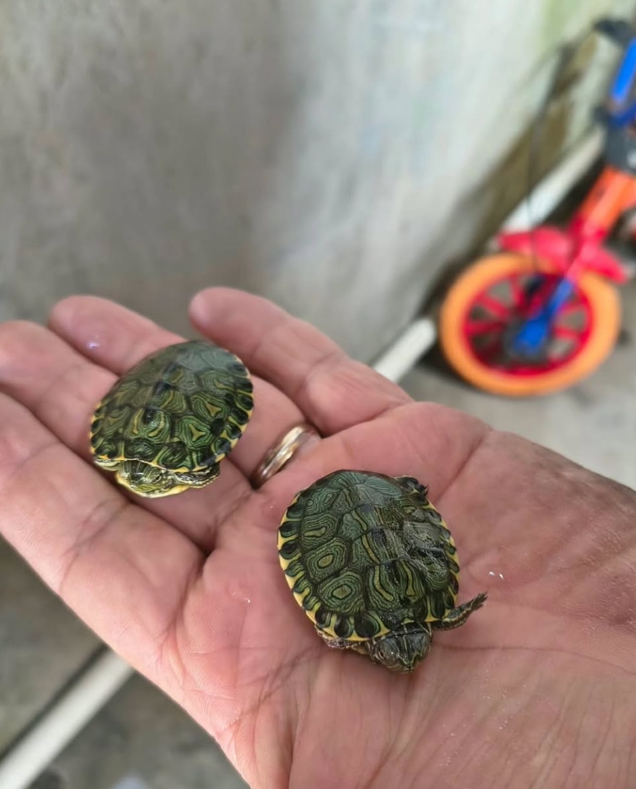 Brigada Militar apreende aves silvestres e filhotes de tartaruga em Capão da Canoa