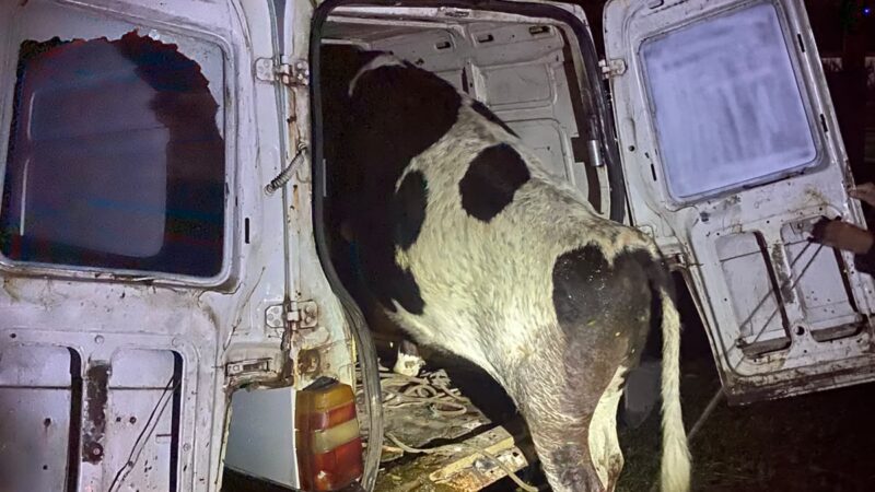 Vaca furtada é encontrada dentro de veículo após acidente em Osório