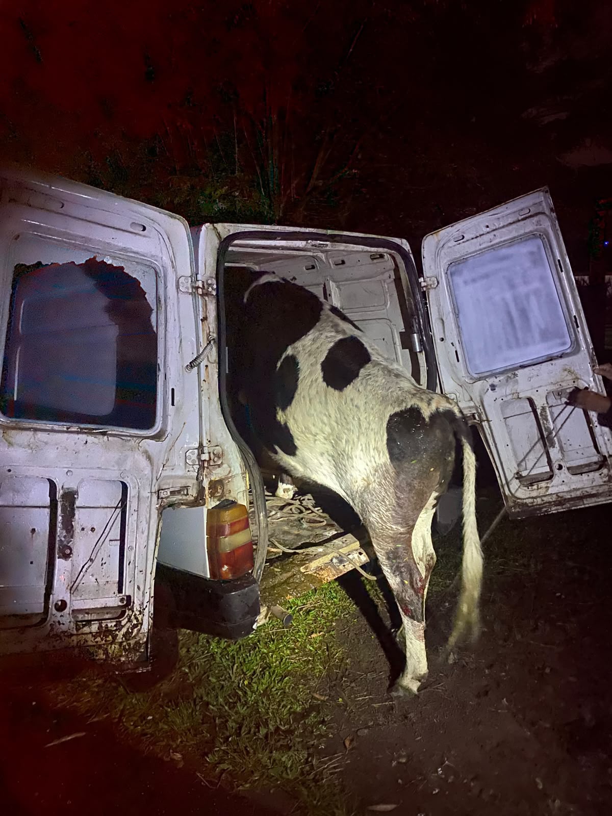 Vaca furtada é encontrada dentro de veículo após acidente em Osório