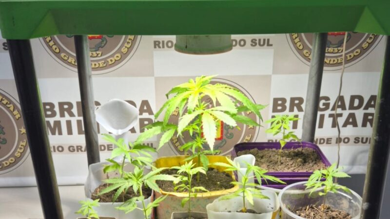 Brigada Militar apreende oito pés de maconha em Santo Antônio da Patrulha